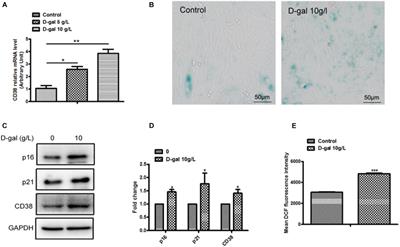 CD38 Deficiency Alleviates D-Galactose-Induced Myocardial Cell Senescence Through NAD+/Sirt1 Signaling Pathway